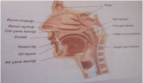 Şekil 3. Yankı Sistemi (Aygıtı) (Sezgin, Caf,2010: 14) 