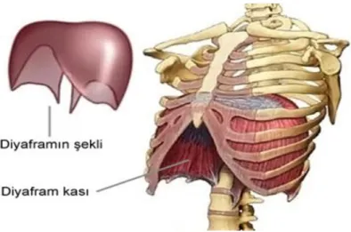 Şekil 6. Diyafram ve Diyafram Kası (http:3) 