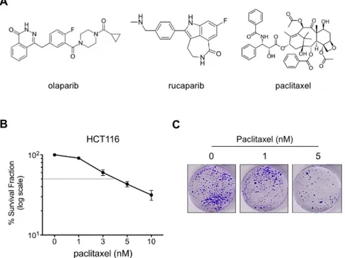 Figure 1: Cytotoxic effect of paclitaxel treatment on HCT116 colorectal cancer cells. (A) The chemical  structure of olaparib, rucaparib and paclitaxel, (B) clonogenic survival of HCT116 cells treated with/out  paclitaxel for 3 days