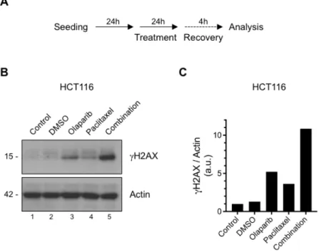 Figure 4: The olaparib-paclitaxel combination induces intensive DNA damage. (A) Schematic diagram of  the experimental setting, (B) Phosphorylation of H2AX was analyzed by Western blotting