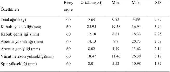 Çizelge  1.  Melanopsis  buccinoidea  buccinoidea   bireylerinin  ortalama  ağırlık  ve  morfometrik  özellikleri