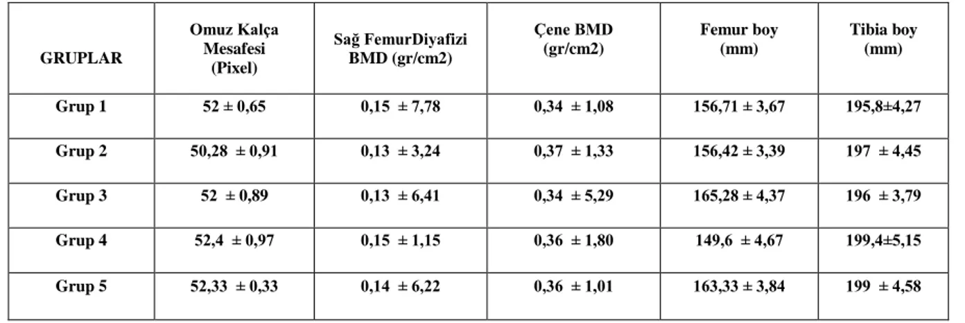 Tablo  2.  Kemik  mineral  yoğunluğu  ve  morfometrik  ölçümlerin  gruplar  arası  dağılımı  (ortalama±standart  sapma  olarak  verilmiştir)