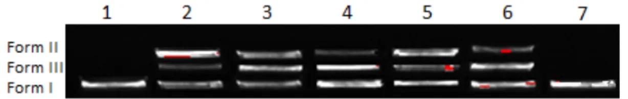 Figure 9: DNA cleavage of the metal complexes. Lane 1, pBR 322 DNA; lane 2, pBR 322 DNA + 100  μg/mL of Zn; lane 3, pBR 322 DNA + 100 μg/mL of Ni; lane 4, pBR 322 DNA + 100 μg/mL of Mn; lane  5, pBR 322 DNA + 100 μg/mL of Cu; lane 6, pBR 322 DNA + 100 μg/m
