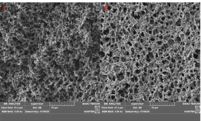 Figure 2: The SEM image of (A) poly(HEMA) and (B) poly(HEMA-UraM)-100 membranes 