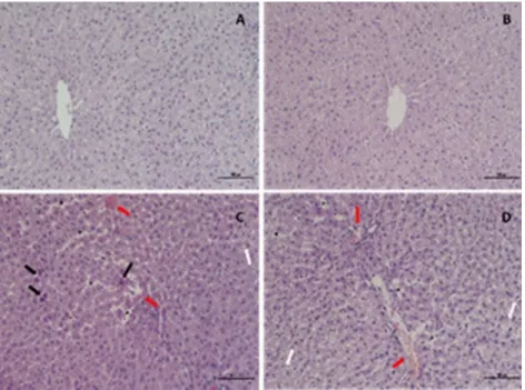 Figure 4. Rat liver tissue section. A) Normal liver histology is observed in the control group