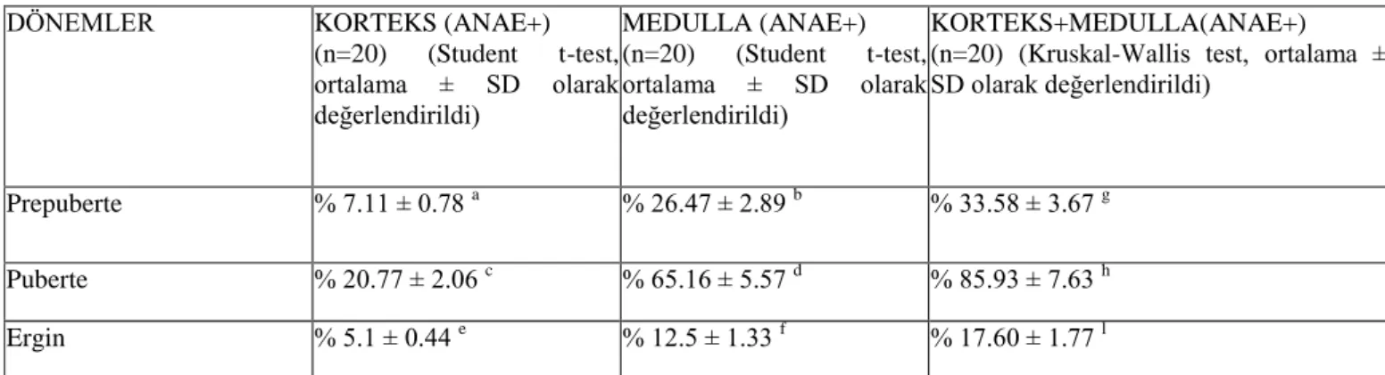 Tablo  1.  Prepuberte,  puberte  ve  ergin  dönemlere  ait  timus  dokusundaki  korteks  ve  medullada bulunan ANAE pozitif lenfositlerin dağılımı 