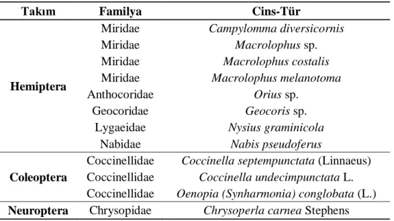 Çizelge 3. Domates güvesi (Tuta absoluta Meyrick)’nin doğal düşmanlarının sürvey                          çalışmalarında elde edilen avcı böcekler 