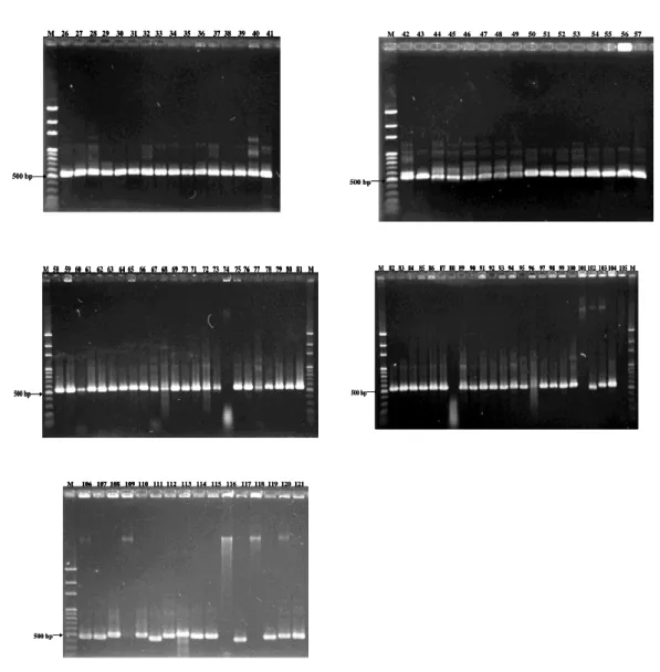 Şekil 1. Topraktan izole edilen Bacillus izolatlarının koloni pzr görüntüleri. A:İzolat 1-12; B:  İzolat13-25;  C:  İzolat 26-41;  D:  İzolat 42-57;  E:  58-81;  F:  82-105;  G:106-121;  M: Marker;  bp: Base pair