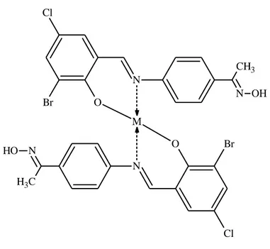 Figure 5. Suggested structure of the tetrahedral complexes of ligand. 