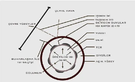 Şekil 3.6: İnsan Vücudu Ve Çevrenin Isıl Etkileşiminin Silindirik Modeli (ASHRAE,  1997)