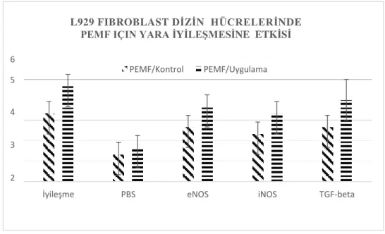 Şekil 6: Mikroskopta izlenen hücrelerin yara iyileşmesindeki davranışı ve buna PEMF’in etkisi yara  iyileşmesinin +1 hiç yok veya çok az ile +5 tamamen iyileşmiş durumları arasında preperatları bilmeyen  histolog tarafından yapılan skorlama ile PEMF etkisi