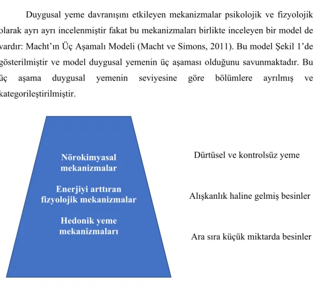 Şekil 1. Macht’ın üç aşamalı modeli 