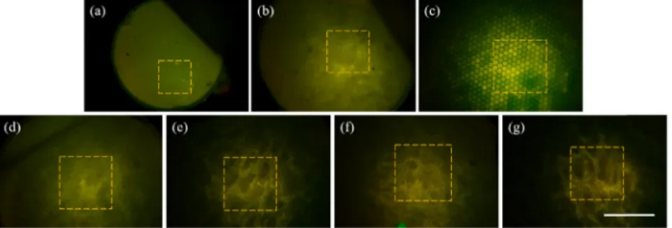 Fig. 8. As-recorded fluorescent images of the cirrhotic liver tissue sample using FB 1 (a), FB 2  (b), FB 3 (c), FB 4 (d), FB 5 (e), FB 6 (f), and FB 7 (g)