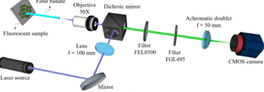 Fig. 5. Schematics of the setup used for fluorescence imaging experiments using fiber bundles