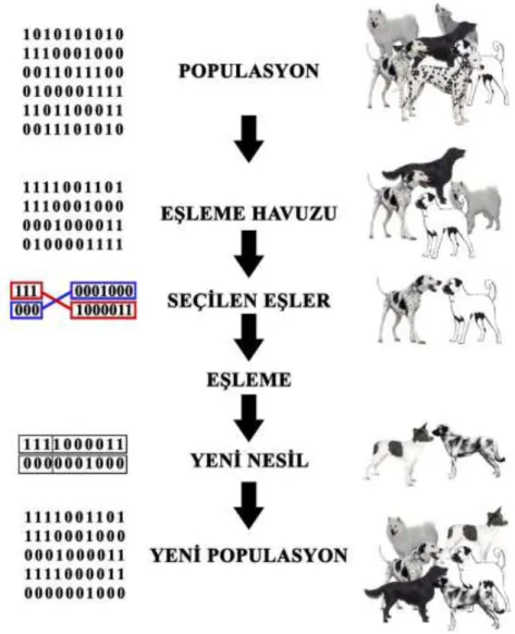 Şekil 4.1 İkili kodun biyolojik yaşam ile genetik algoritmalar arasındaki benzetim  (Haupt Randly ve diğ, 1998) 