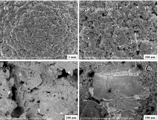 Fig. 3   The SEM micrographs of the a as-built SLS sample, b its magnified form, c interconnected porosity in the cut-out section, and d neck  forming