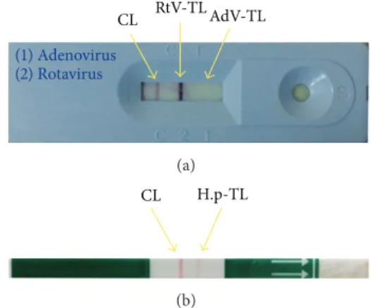 Figure 1: (a) The cassette-based RDT having positive RtV result. (b) The lateral flow strip RDT having positive H