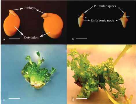 Figure 1. In vitro shoot regeneration from plumular apice explants of chickpea: a, b)  isolation of embryo for preconditioning with 10 mg L –1  BA, c) initiation of shoots after  10–11 days, and d) multiple shoot regeneration after 8 weeks of culture.