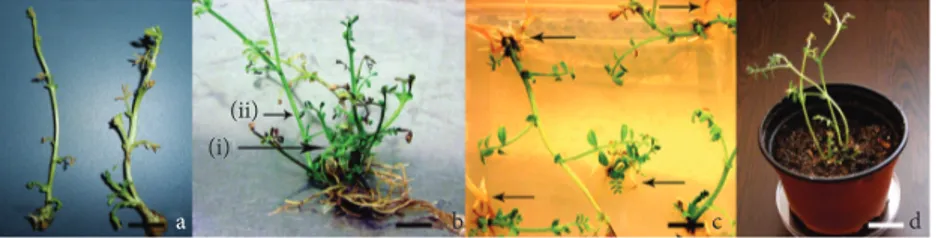 Figure 2. Root induction and acclimatization of chickpea: a) root initiation in the R1  rooting media, b) multiple shoot induction in the R1 rooting media, c) 100% rooting  in the R2 rooting media, and d) acclimatization of chickpea plants in the green hou