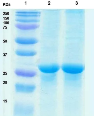 Fig. 1. A photograph of 12% SDS-PAGE of expressed GFP protein. Lane 1 molecular weight marker (BIO-RAD Dual Color Precision Plus Protein standard), lanes 2 and 3, elution of His-tagged GFP with 300 mM imidazole.