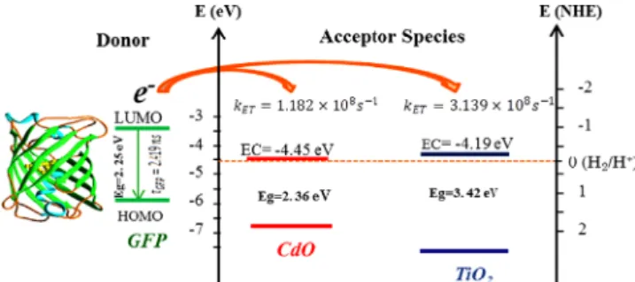 Fig. 7. Diagram of the electron transfer mechanism between GFP and metal oxide nanoparticles.