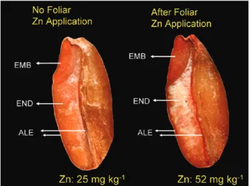 Figure 1. Staining and localization of Zn in a bread wheat grain (cv. € Ozcan) without (left) and with (right) foliar spray of 0.5% ZnSO 4 3 7H20