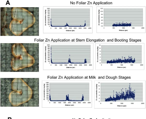 Figure 2. Localization of Zn in cross sections of wheat grains harvested at the Zn-deficient Konya location without soil Zn application (A) and Zn-adequate Adana (B) locations in 2007