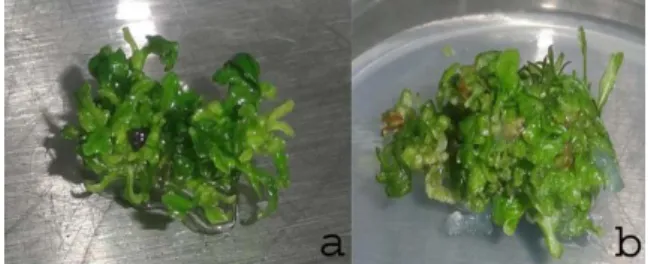 Table 1. Effect of various concentration of BA on multiple  shoot  regeneration of H. polysperma 