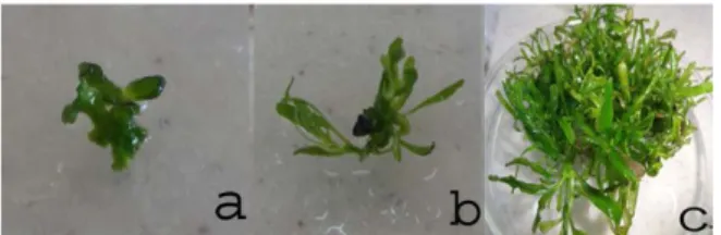 Figure  2.  In  vitro  shoot  regeneration  from  shoot  tip  explants  of     H.  polysperma  in  liquid  medium  after  (a)  1  weeks,  (b)  2  weeks,  and (c) 8 weeks of subculture 