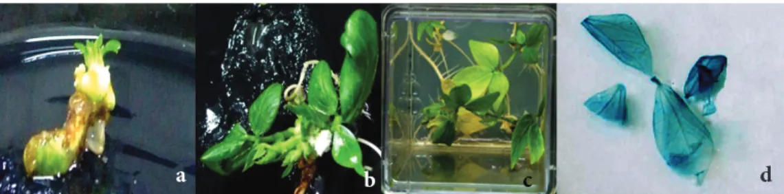 Figure 1. In vitro shoot regeneration and genetic transformation from immature cotyledon explants of cowpea: a) shoot initiation, b)  multiple shoot regeneration, c) rooting, d) T 0  GUS-positive leaves.