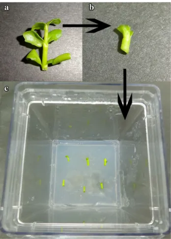 Fig. 1    The shoot-tip explants of B. monnieri cultured in MS nutrient  medium