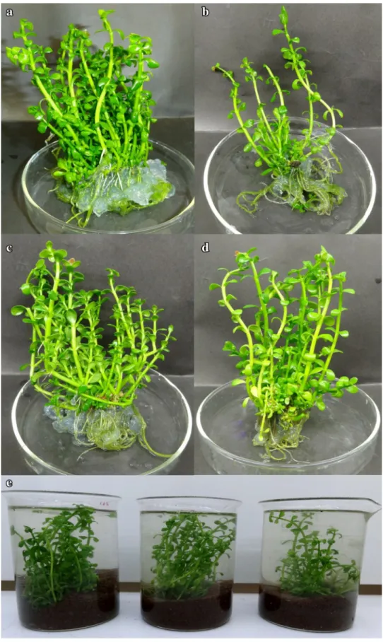 Fig. 2    In vitro shoot regenera- regenera-tion from shoot tip explants of  B. monnieri in MS medium  with Cd (b), Cr (c) and Pb (d)  and without heavy metal (a)  after 10 weeks of culture