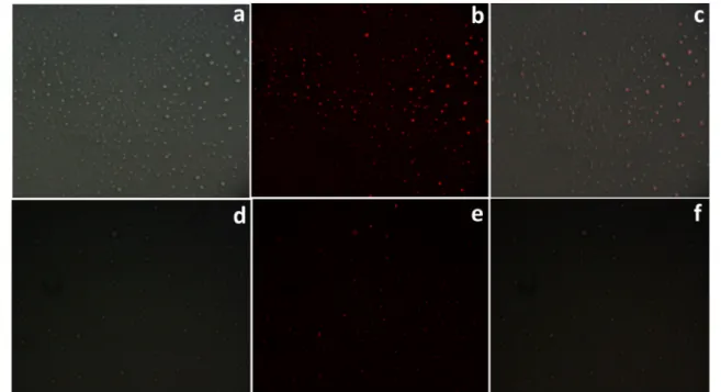 Fig. 9 Bright-field and fluorescence images recorded for MIA PaCa-2 and MCF7 living cells (a) Bright-field image of MIA PaCa-2 cell  incu-bated with AA-AR and Hg 2+ ; (b) Fluorescence image of MIA PaCa-2 cells treated with AA-AR and Hg 2+ ; (c) Merged imag
