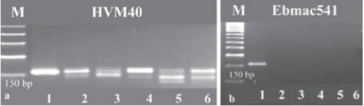 Fig. 1. PcR products obtained from four wheat SSRs in barley (lane1- wheat  (cv. Selçuklu); lanes 2-6 barley (cvs