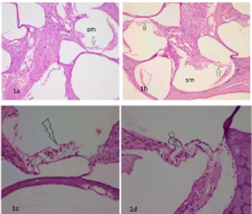 Figure 2. Histological sections show cochlea tissue in rats: Arrows show hair cells in the scala media (sm)  for the experimental group (1a) and for the control group (1b) (H-E, x200)