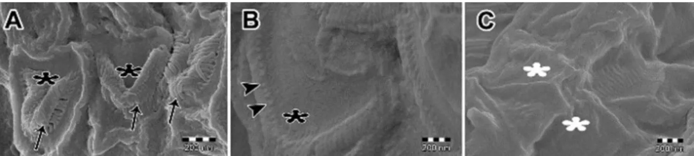 Figure 3. FE-SEM of the outer hair cells. A. The V-shaped stereociliary tufts (black asterisks), bending of  stereocilia (arrows) are seen in the control group