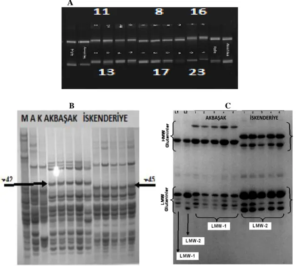 Figure 2.  A: 3% metaphore agarose gel electrophoresis of Stm 542acag marker (8: Sorgül, 11: Mısıri, 13: Yerli sarı, 16: Üveyik, 17: Sarı  Buğday, 23: Bintepe) B: Screening with A-PAGE (M: Marquis standart, K: Kyle, A: Avonlea) C:  Screening with SDS-PAGE 