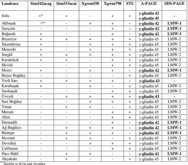 Table 2. Screening of Turkish durum wheat landraces by DNA and protein markers