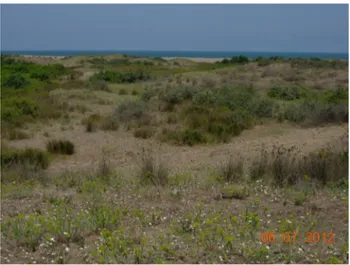 Fig. 1    The studied coastal dune  vegetation in Central Black Sea  Region of Turkey