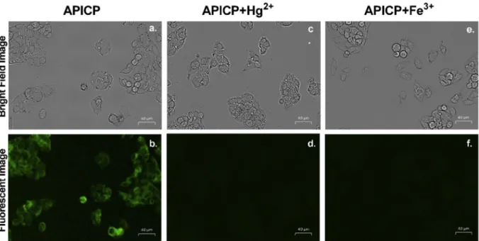 Fig. 10. Bright-ﬁeld and ﬂuorescence images of HepG2 cells under different treatment conditions