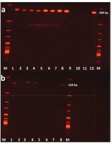 Table 2. Molecular prevalence of canine hemoplasma species detected by PCR  in Kyrgyzstan (n=170) Overall Prevalence (n = 9) Mycoplasma haemocanis Candidatus  Mycoplasma  haematoparvum Mhc+CMhp 5 5 -  -3 - - 3 1 - 1 