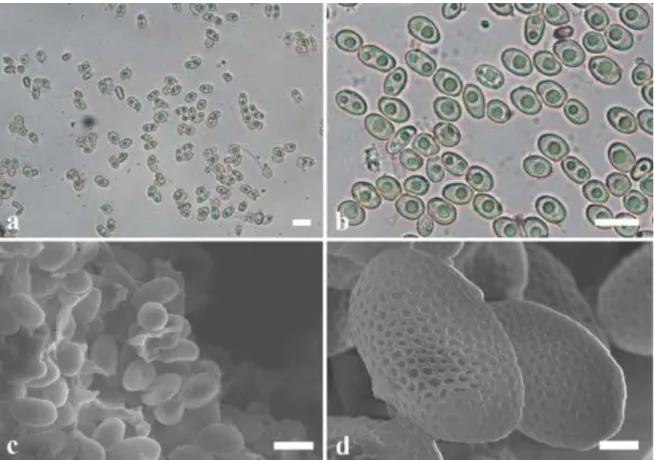 Figure 2. light microscope (a,b) and scanning electron microscope (c,d) images of ascospores of  Onygena equina (bars- a,b: 10 µm, c: 5 µm, d: 1 µm) 