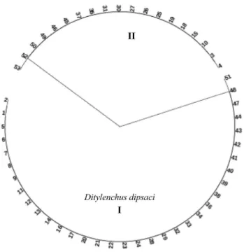 Fig. 2    Dendrogram showing molecular identification of Ditylenchus  dipsaci from garlic in Turkey