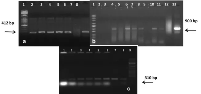 Fig. 3 ELISA assay confirmed the accumulated expression of insecticidal gene (cry1Ac) after 0, 12 and 24 h in primary  transfor-mants