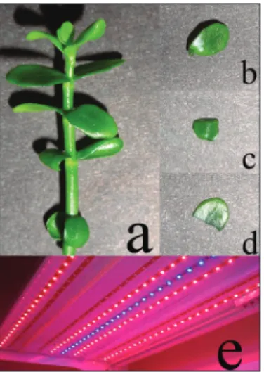 Fig. 1. Leaf explants. Leaf explants  isolated from the stem (a); sterile  stem (b); full leaf explant (c); lower  half leaf explant (d); upper half leaf  explant (e) exposed to the R:B LED  lighting system.