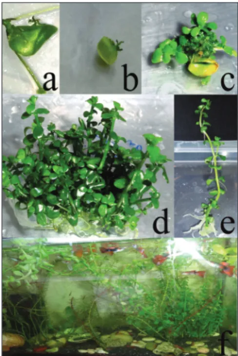 Fig. 2. Adventitious shoot regeneration from  leaf explants. a,b – shoot initiation from  mar-gins of the leaf after 8-10 days; c – multiple  shoot induction; d – leaf explant after 3 and  8 weeks of culture; e – rooted plantlet; f –  ac-climatized plant i