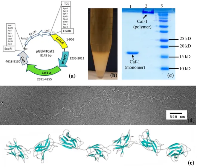 Fig. 1.(a)- Schematic diagram of pGEMTCaf1 plasmid(b)- Secreted Caf1 as flocculent layer in terrific broth (c)-  15  %  SDS-PAGE  of  purified  Caf1,  1.Monomeric  Caf1  (15.5  kDa)  2.Polymeric  Caf1(≥250kDa)  3