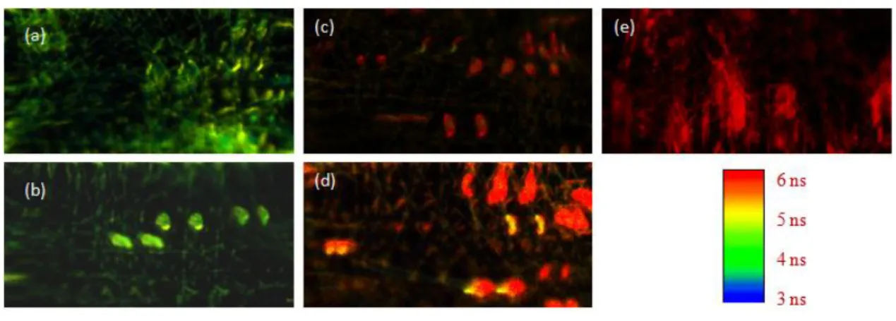 Figure 6. Confocal FLIM images of (a) 0.1 mol (b) 0.2 mol (c) 0.3 mol (d) 0.4 mol (e) 0.5 mol Perylene doped nanofibers 