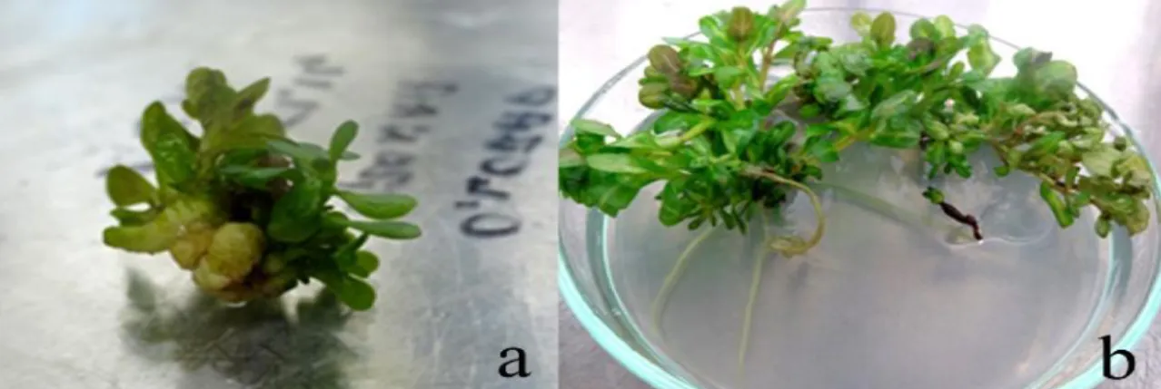 Figure 1: Multiple shoot regenration from shoot tip explant of S. rivularis (a) callus and shoots after 4 weeks and (b) well developed shoots with roots eight weeks of culture on medium enriched with BA+NAA