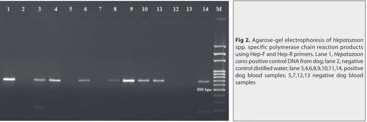 Fig 2. Agarose-gel electrophoresis of Hepatozoon  spp. specific polymerase chain reaction products  using Hep-F and Hep-R primers
